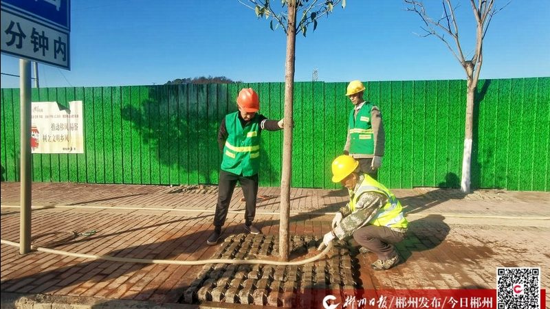 苗木种植技术视频教程：掌握关键步骤，提升成活率**