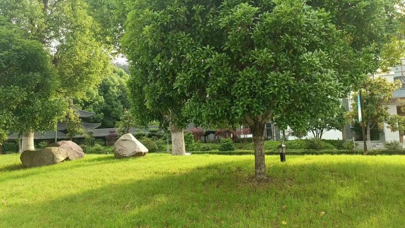上海屋顶绿化植物种类解析：打造城市绿肺的秘诀