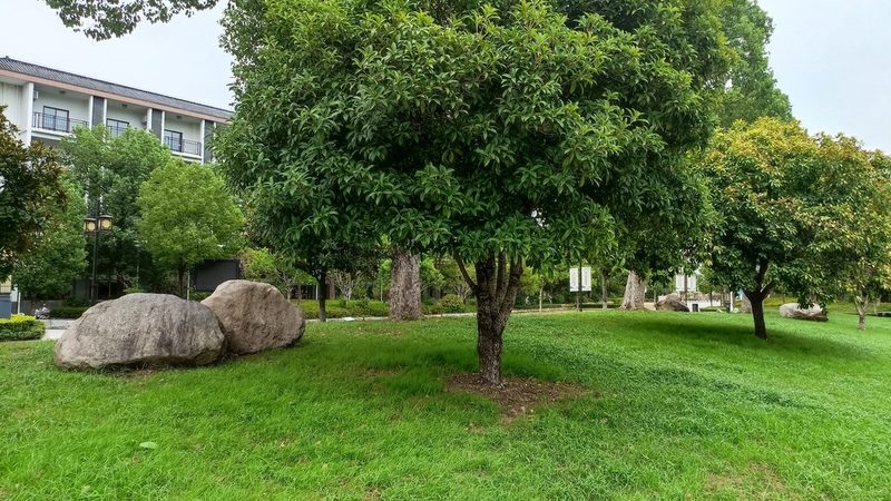 市政绿化病虫害防治流程：科学预防，守护绿色家园