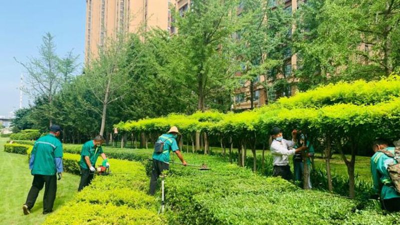 道路绿化带植物配置方法：科学搭配，提升城市绿意